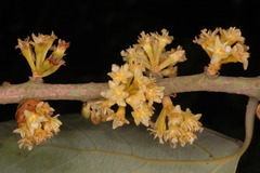 Actinodaphne hookeri